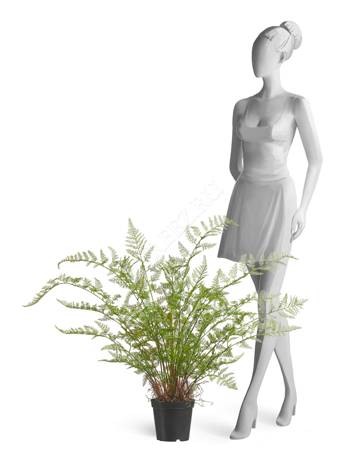 Папоротник Аспарагус куст нежно-зелёный в кашпо фото