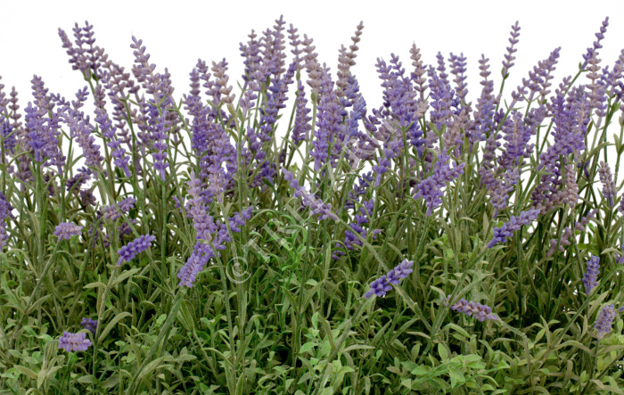 Лаванда куст со св.сиреневыми цветами фото