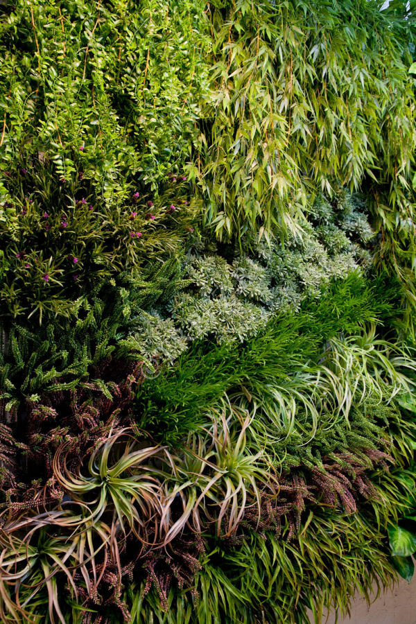 Тилландсия розетка св.зелёная с бордо припылённая фото