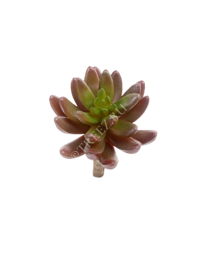 Суккулент Синокрассула бордово-зелёная фото