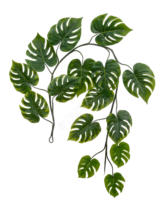 Монстера Giant лиана фото