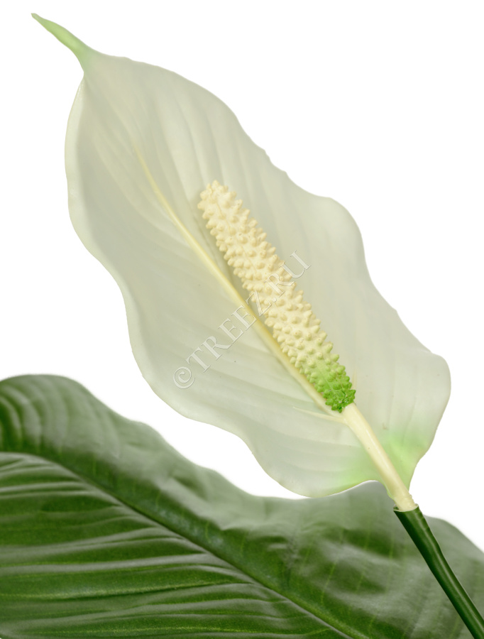 Спацифилум Королевский фото