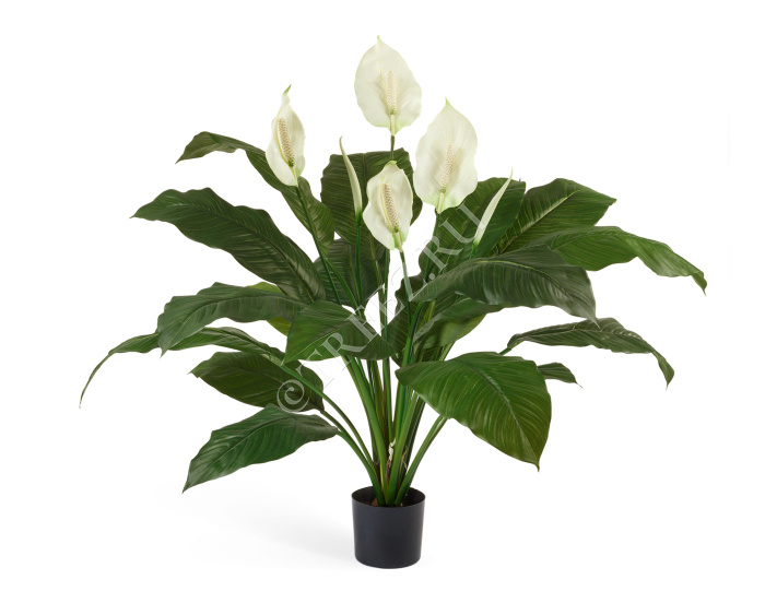 Спацифилум Королевский фото