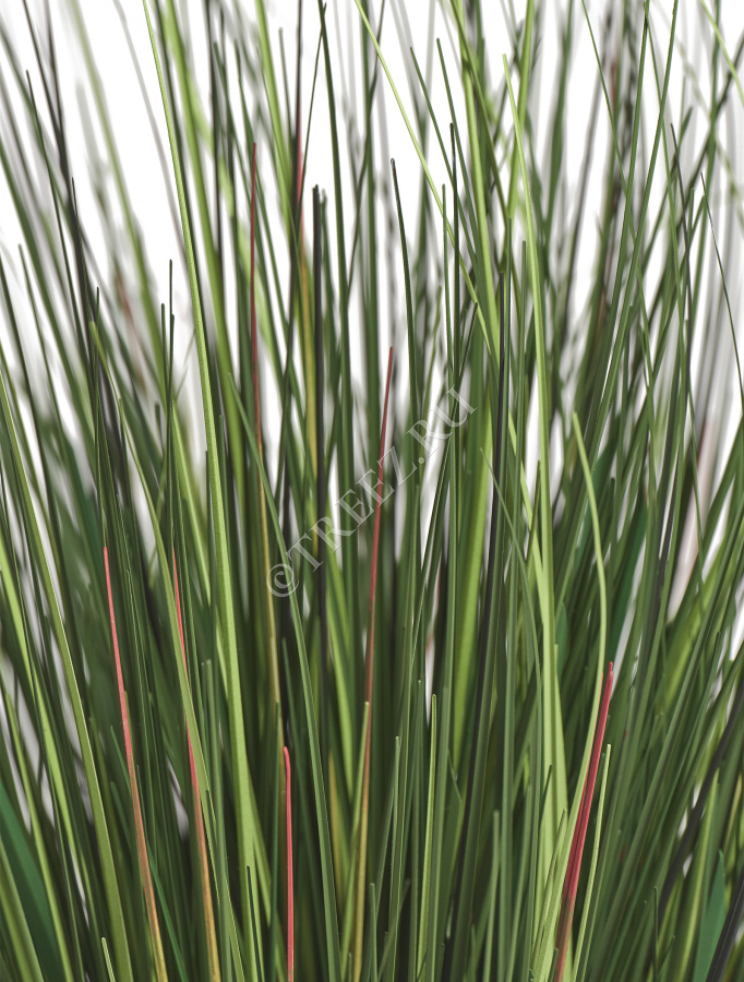 Трава Осока горная куст фото