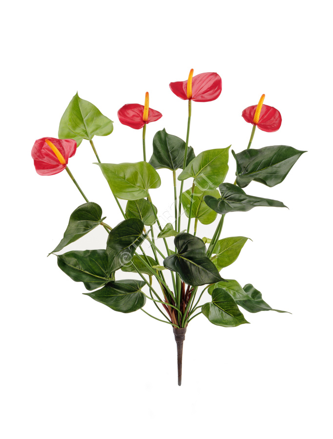 Антуриум куст де люкс красный фото