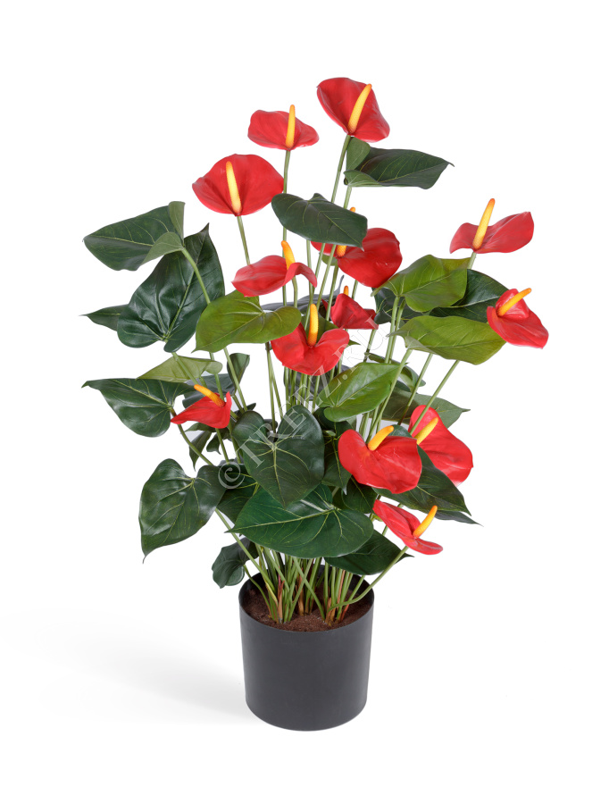 Антуриум Де Люкс большой куст красный в кашпо фото