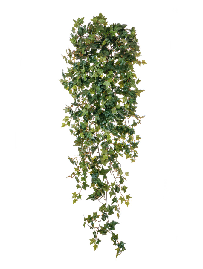 Английский плющ Новый фото