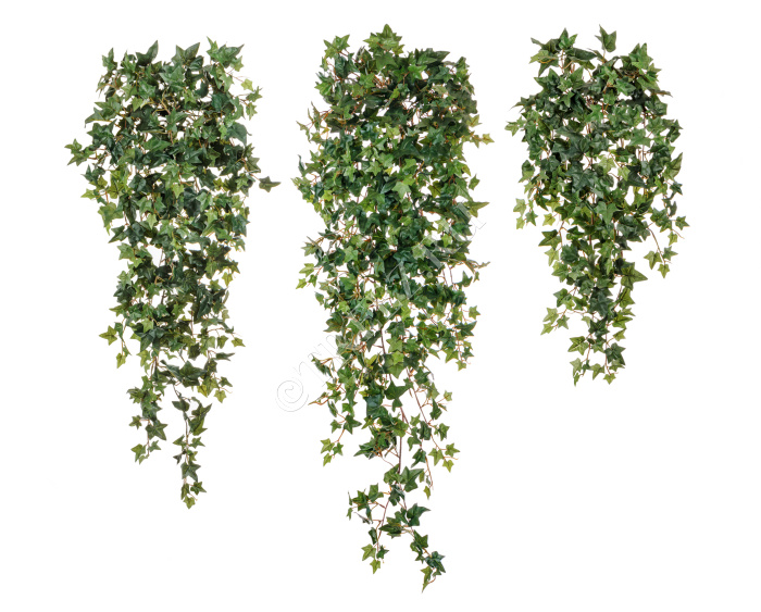 Английский плющ Новый фото