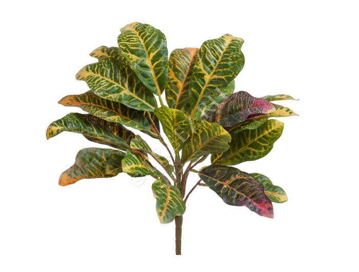Кротон куст зелёно-жёлто-розовый (Sensitive Botanic) фото