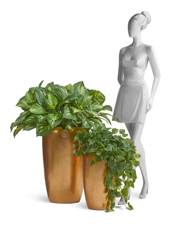 Хоста жёлто-зелёная большая (Sensitive Botanic) фото