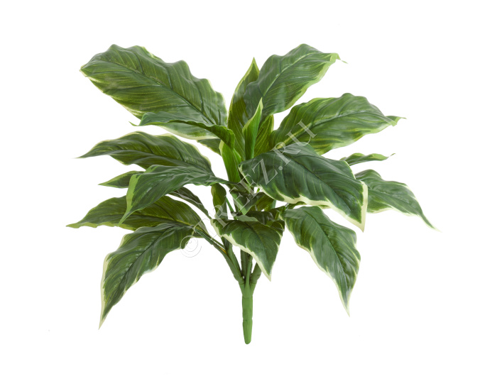 Хоста Соу Свит зелёная с белой каймой (Sensitive Botanic) фото