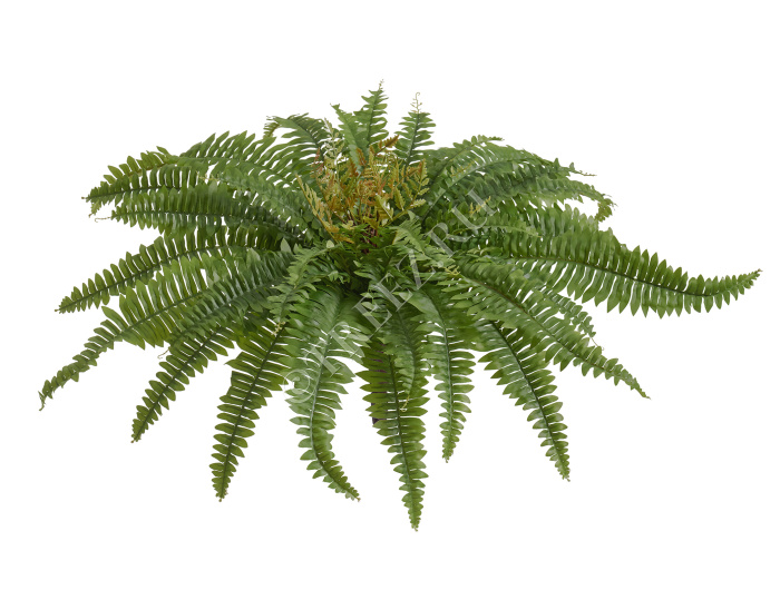 Папоротник Бостон Новый натуральный зеленый фото