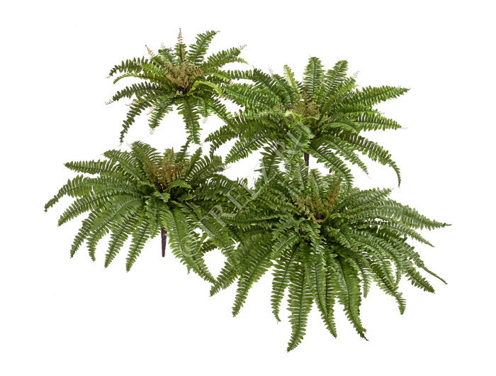 Папоротник Бостон Новый натуральный зеленый фото