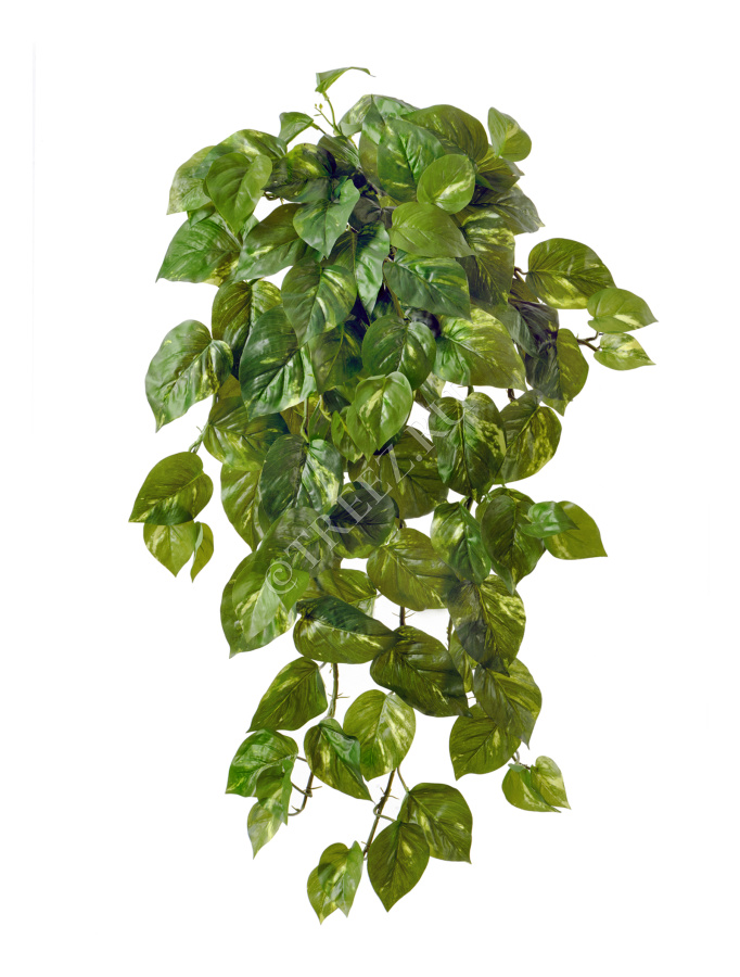 Потос крупнолистный ампельный большой фото