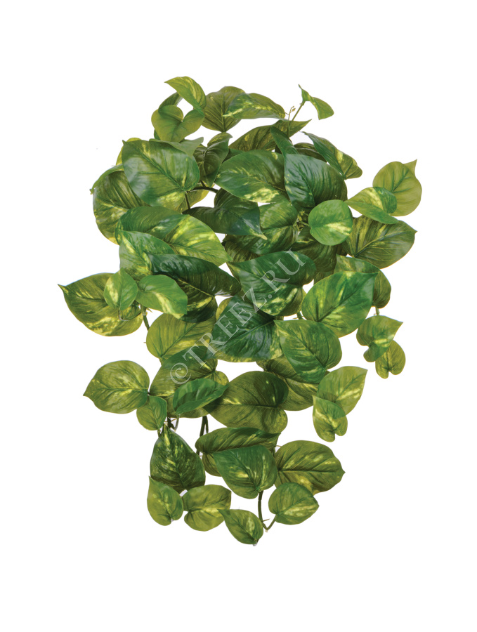 Потос крупнолистный ампельный средний фото