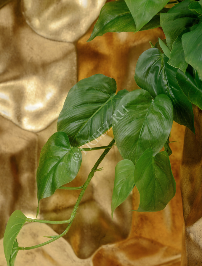 Филодендрон крупнолистный ампельный малый фото