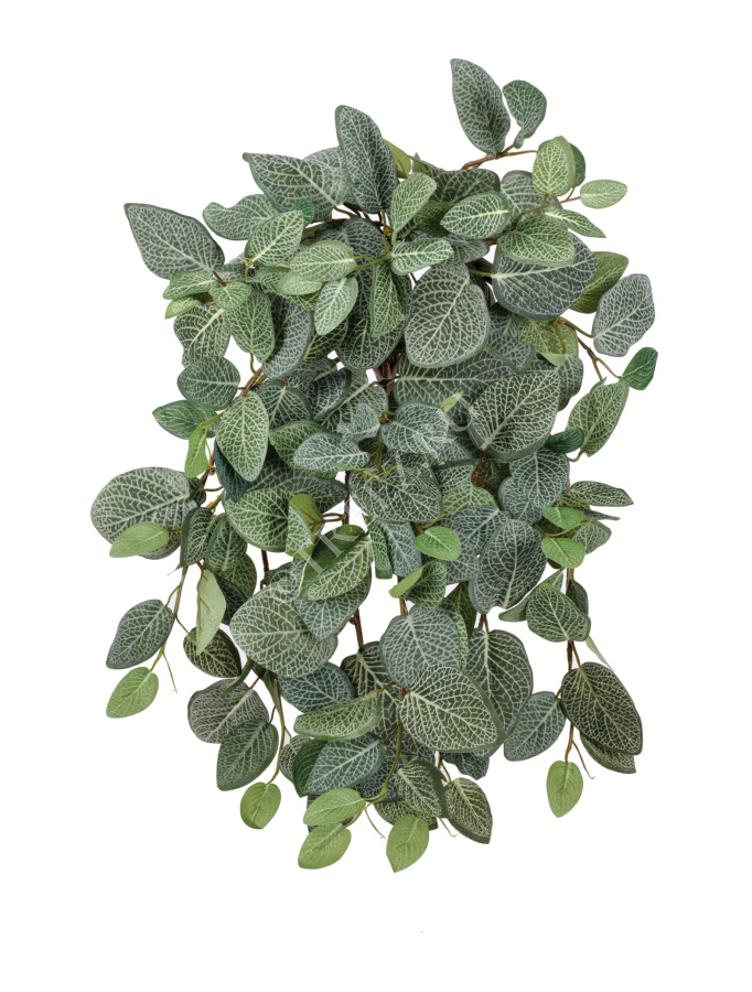 Фиттония Сноу ампельная фото