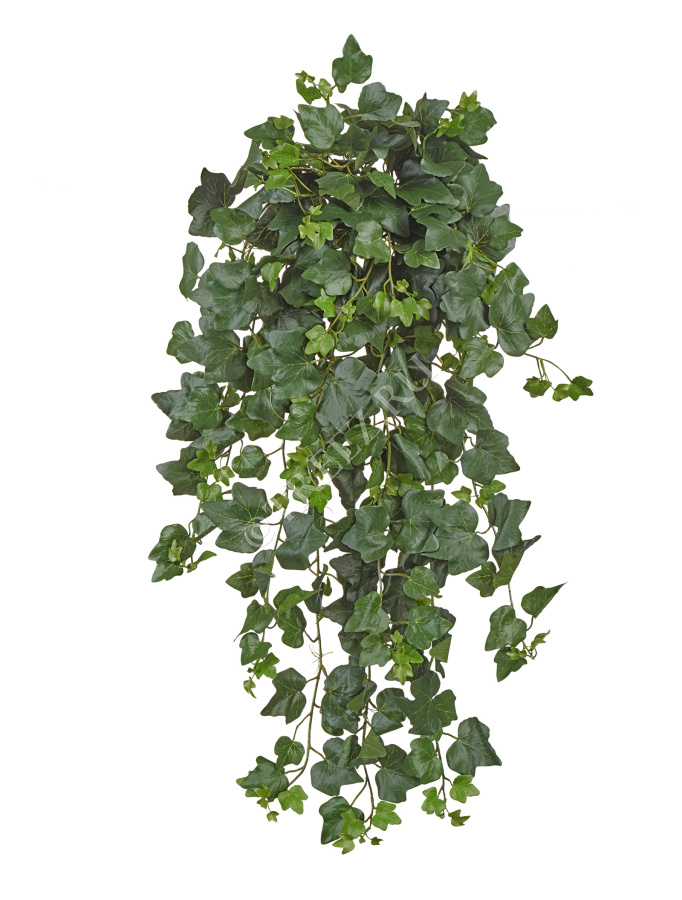 Английский плющ (серия FR - огнезащита) фото