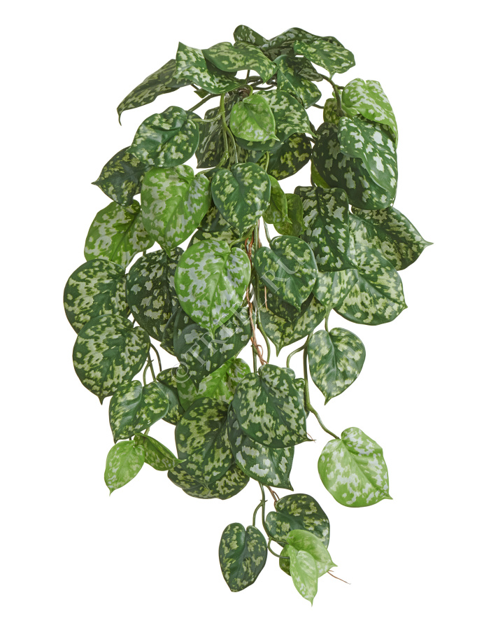 Сциндапсус Пиктус куст ампельный (серия FR - огнезащита) фото