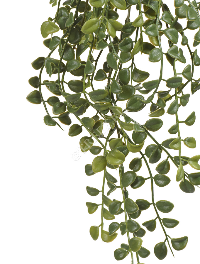 Дисхидия ампельная фото