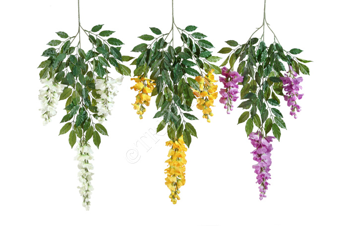 Ветка вистерии цветущей фото