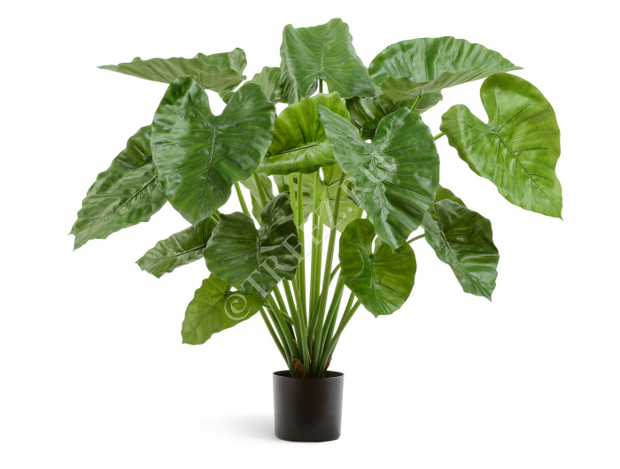 Алоказия Калидора куст большой фото