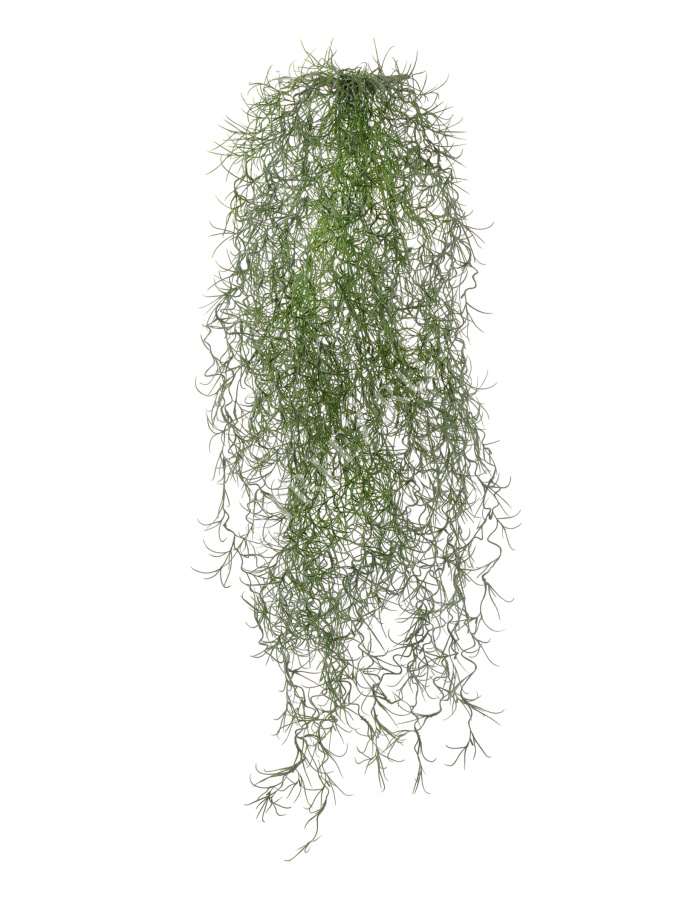 Тилландсия-паутинка серо-зелёная фото