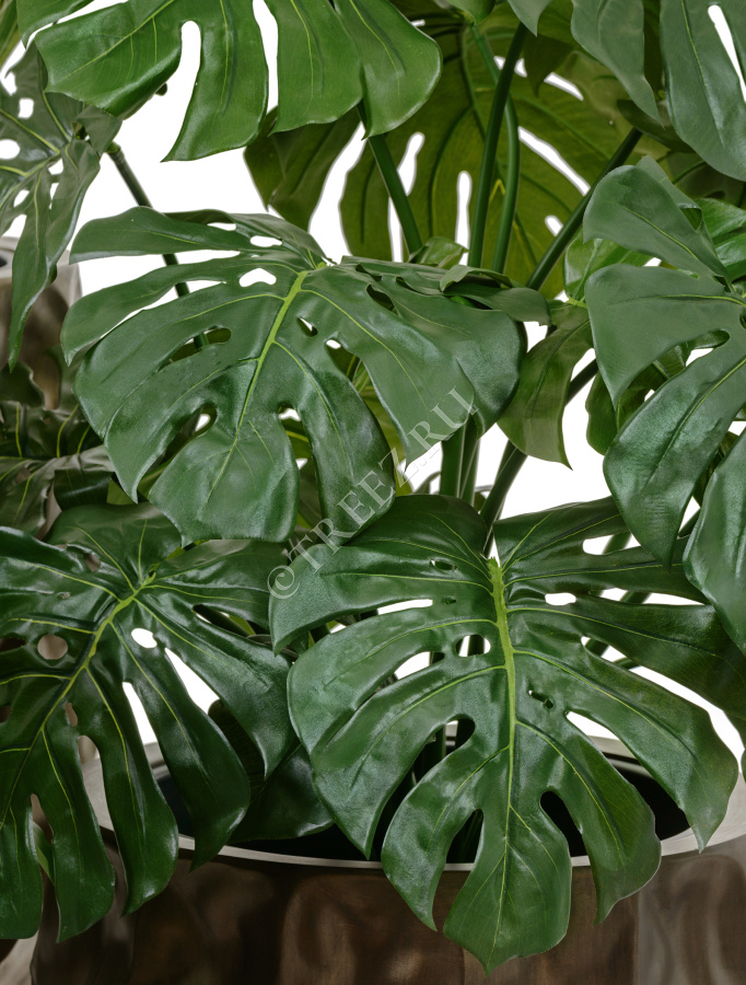Монстера куст фото