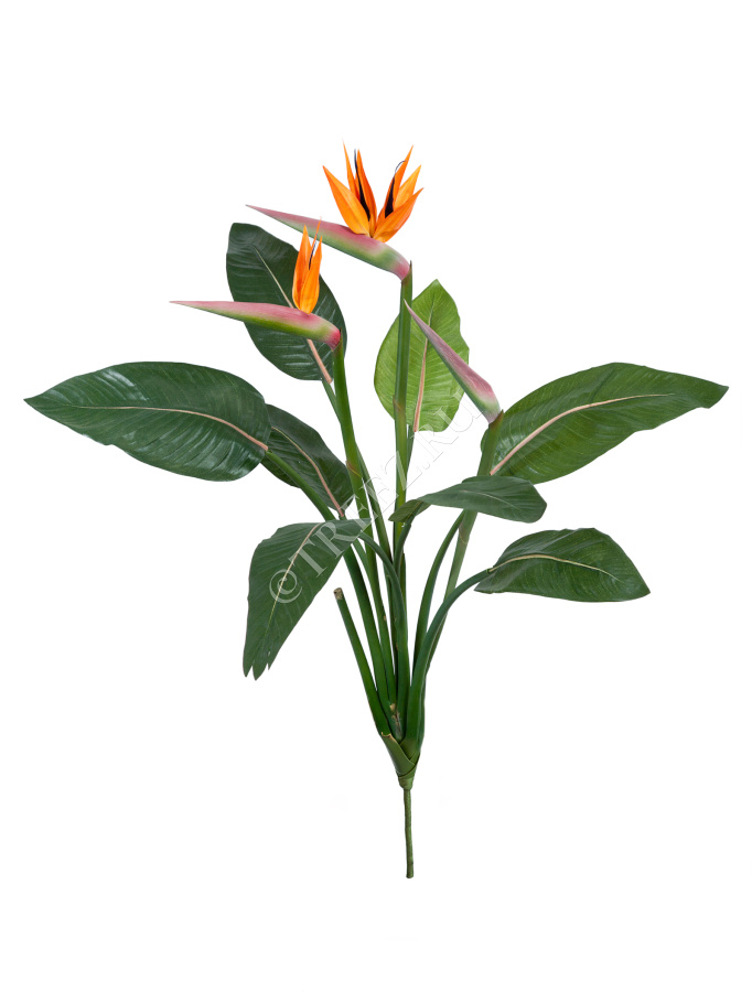 Стрелиция Королевская куст 105 см фото