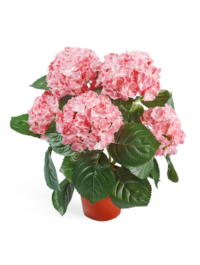 Гортензия куст розовый в горшке фото