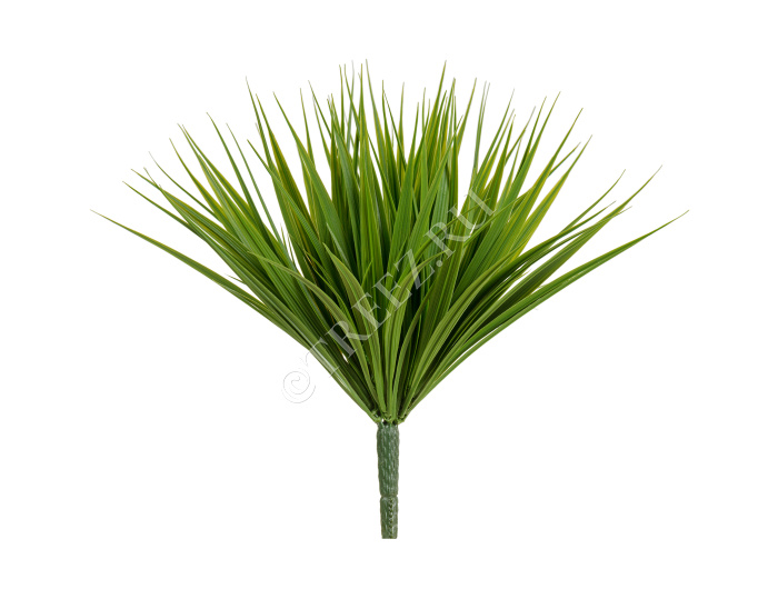 Трава Литл Сворд куст зелёный фото