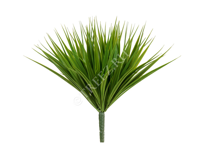 Трава Литл Сворд куст зелёный микс фото