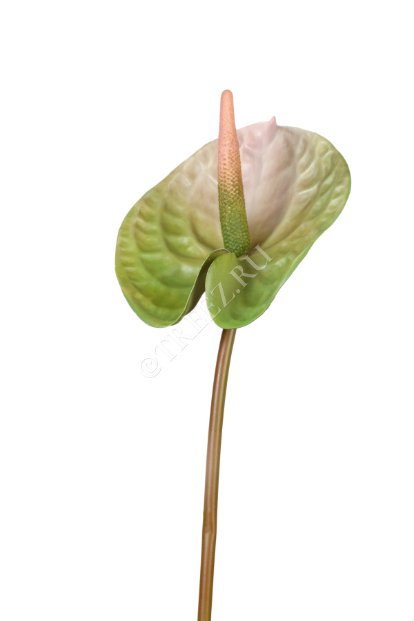 Антуриум Андрэ зелёный с розовым фото