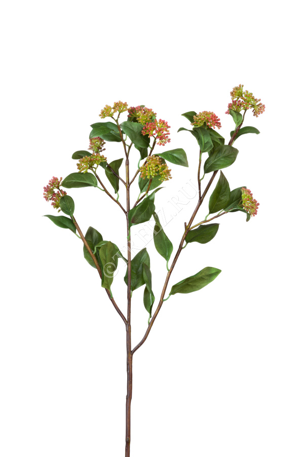 Ветвь Калликарпы зелёно-бордовая фото