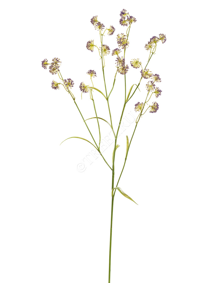 Астранция Вайлд фиолетовая фото