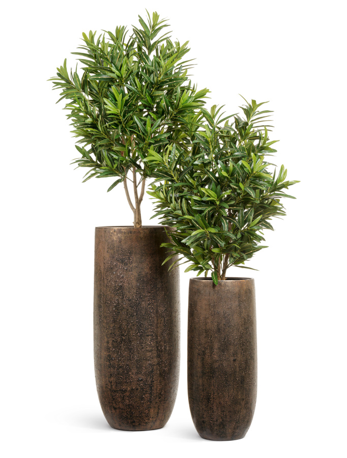 Сет № 1 - Кротоны Голдфингер в кашпо Treez Effectory Metal фото