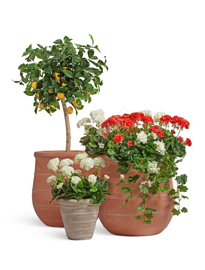 Сет № 34 - Композиция с Лимонным деревом и Геранью в кашпо Treez Ergo Italica фото