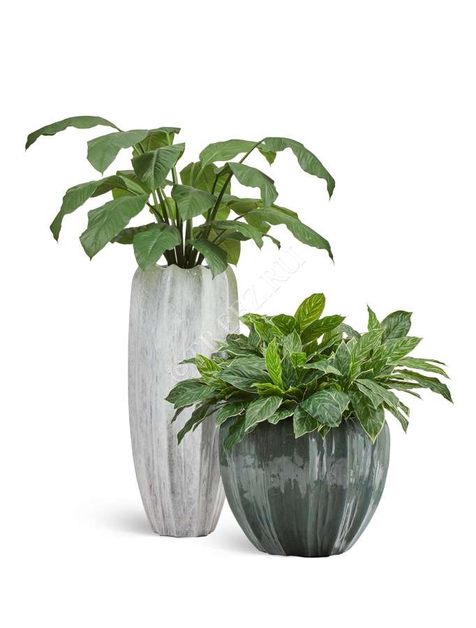 Сет № 120 - Композиция со спацифиллумом в кашпо Treez Effectory Aura фото