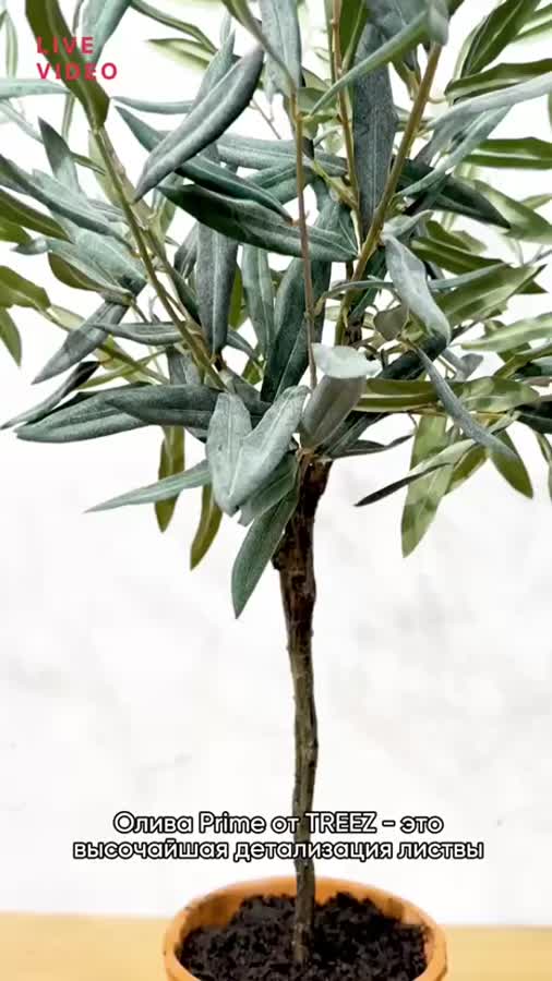 Олива Элегант (серия Prime) в керамическом кашпо фото