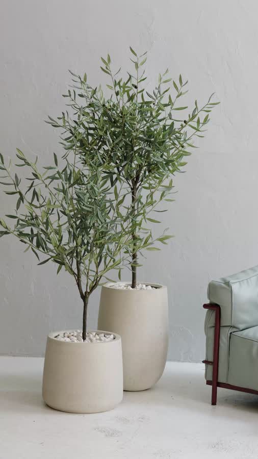 Олива Топиари Нэйчерел (серия Prime) фото