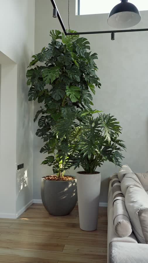 Монстера на стволе Гигантская фото