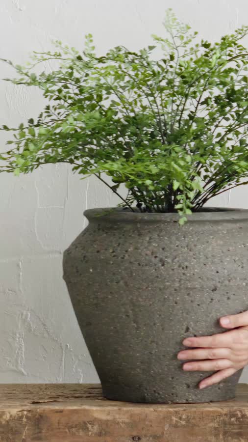 Папоротник Адиантум куст в земле с корнями фото